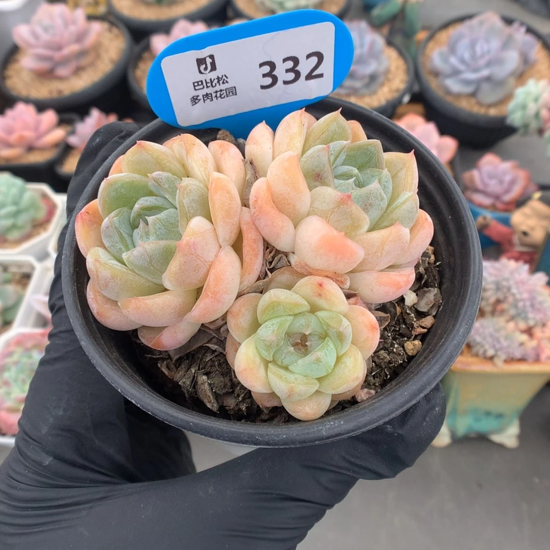 332 三头胖虎多肉多肉