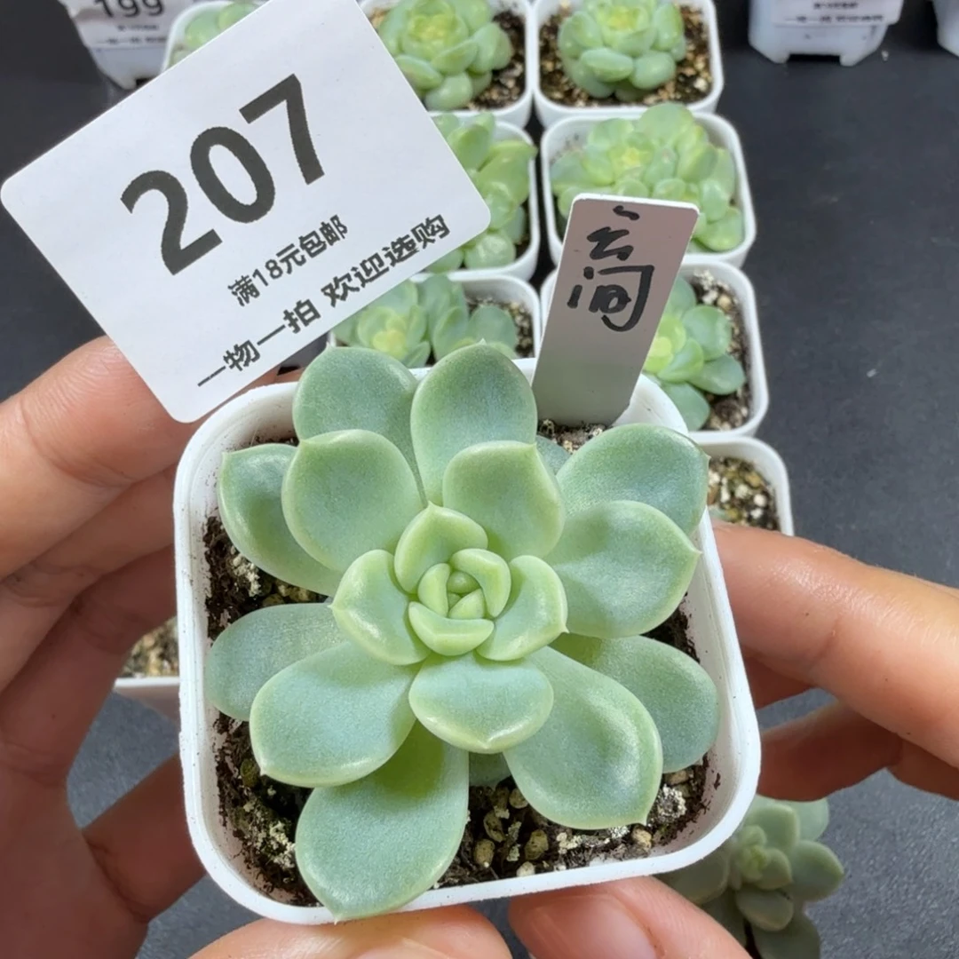 单头云间一物一拍207