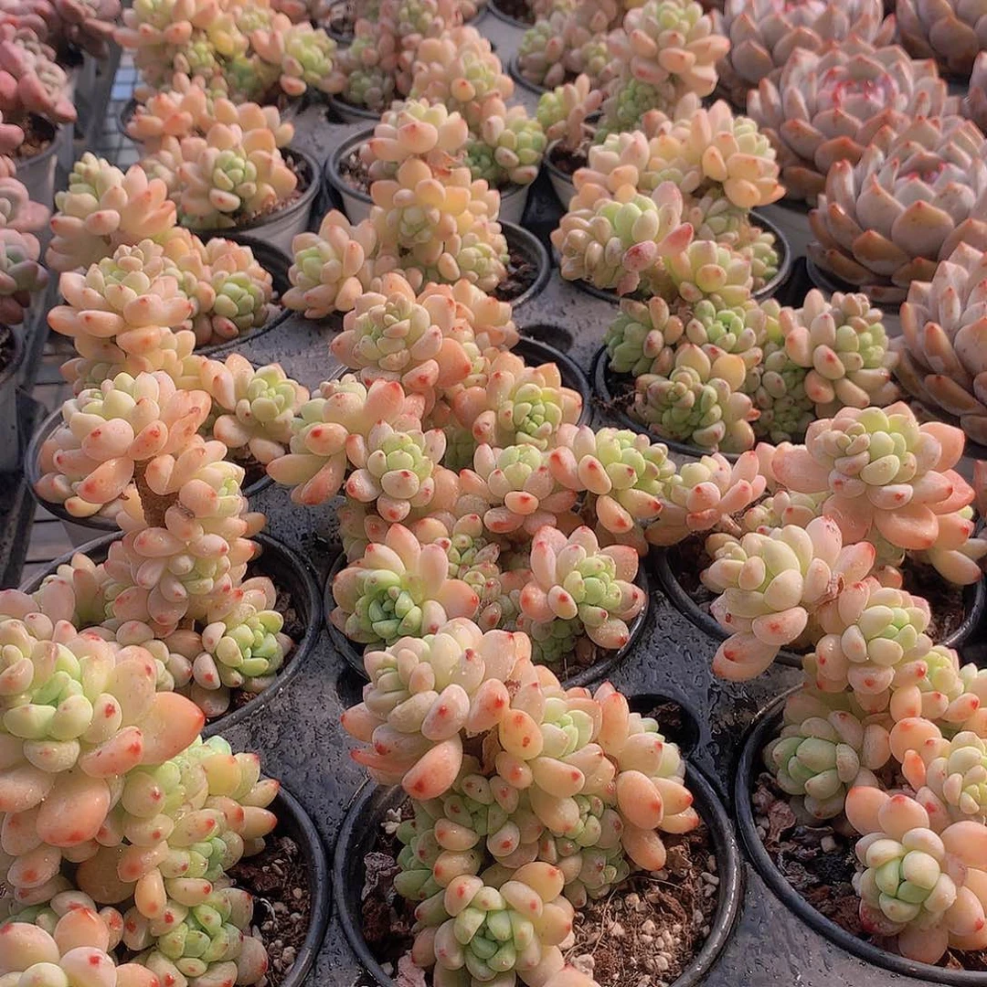 两颗罗琦1245678899000000