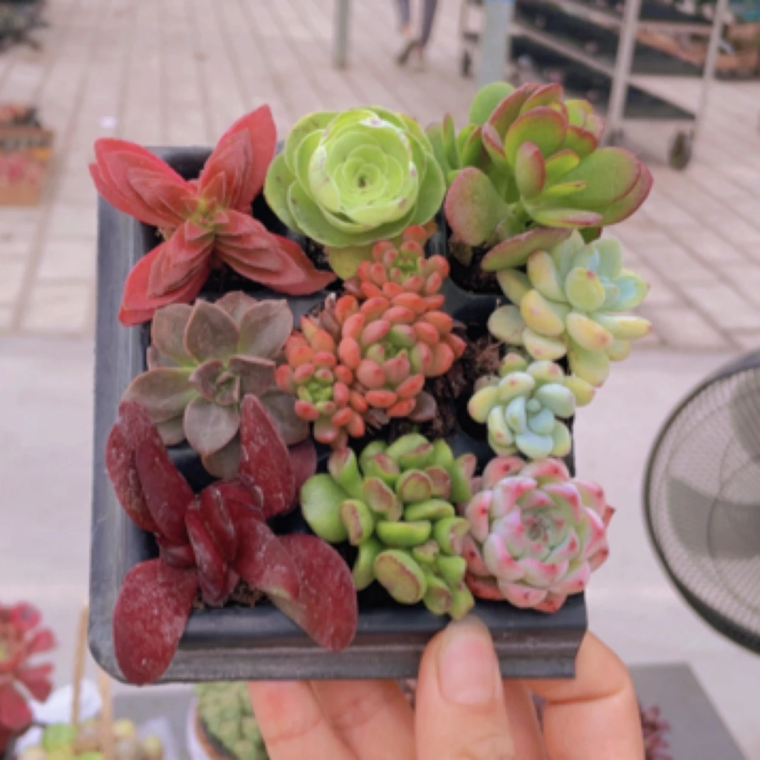 【满9.9包邮】小萝莉套餐带托盘9颗3-4cm以直播间展示为准