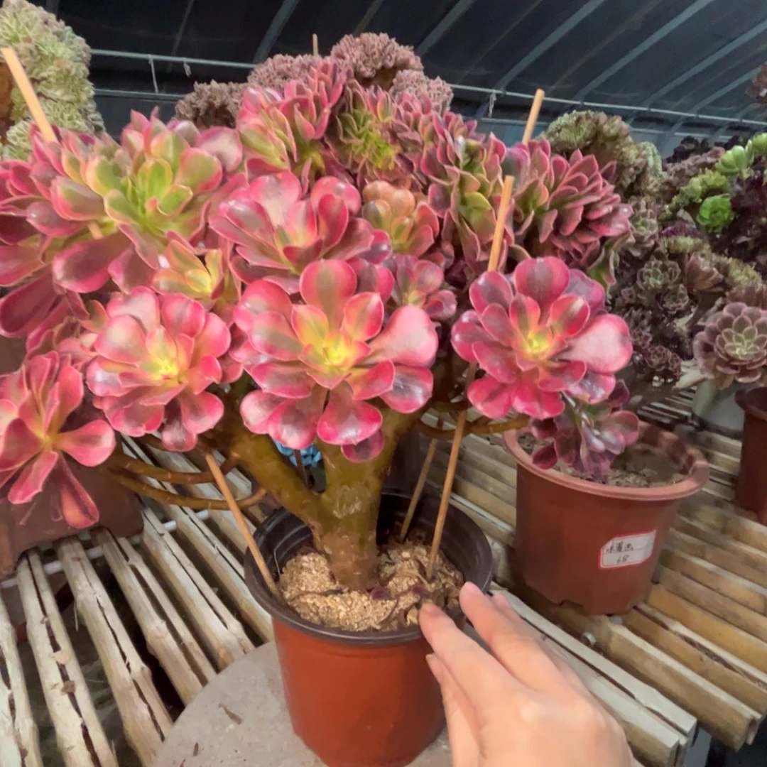 美杜莎小精品朵朵缀老桩