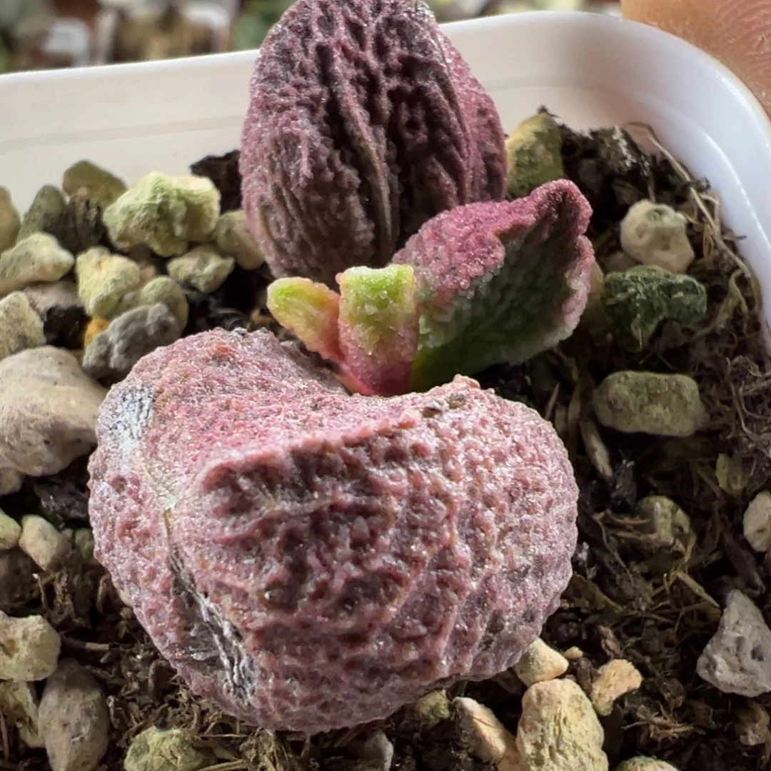 实生新品多肉植物水泡多肉植物