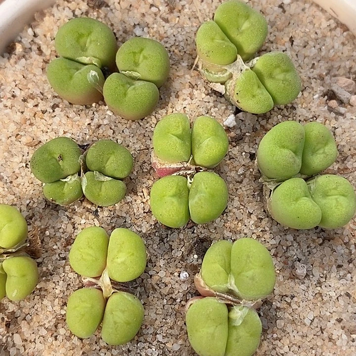 四头空卡佛一颗