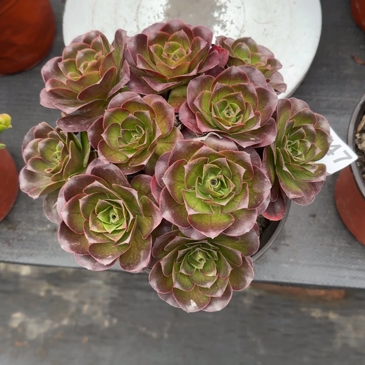 多肉植物魅金747法师