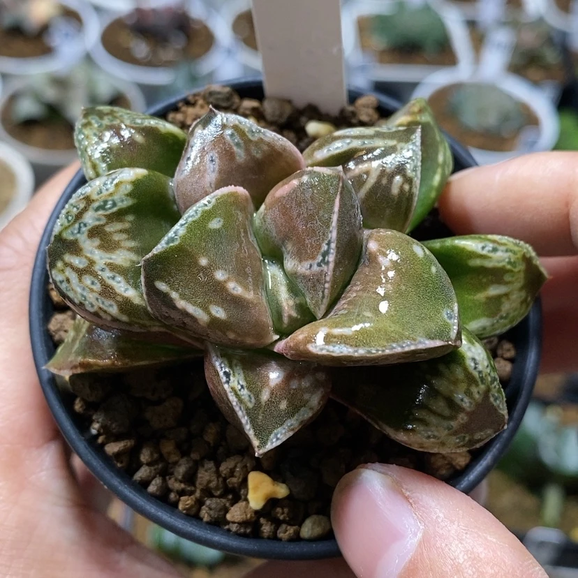 【闪购商品】301变异铜雀
