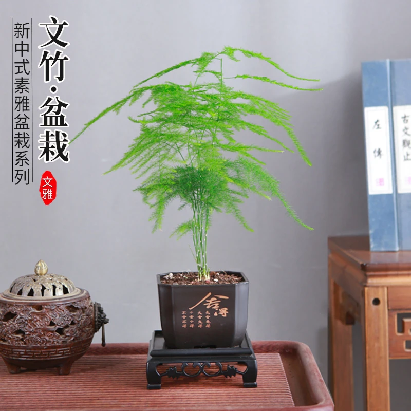 文竹盆栽室内绿植好养桌面古风艺术小盆景桌面茶几办公摆件装饰