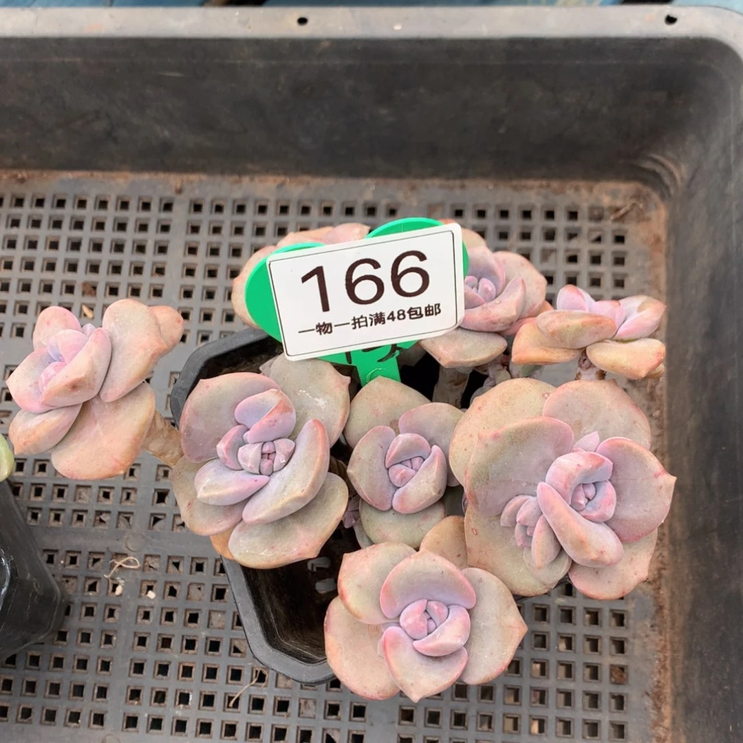 彩虹糖老桩无砍166