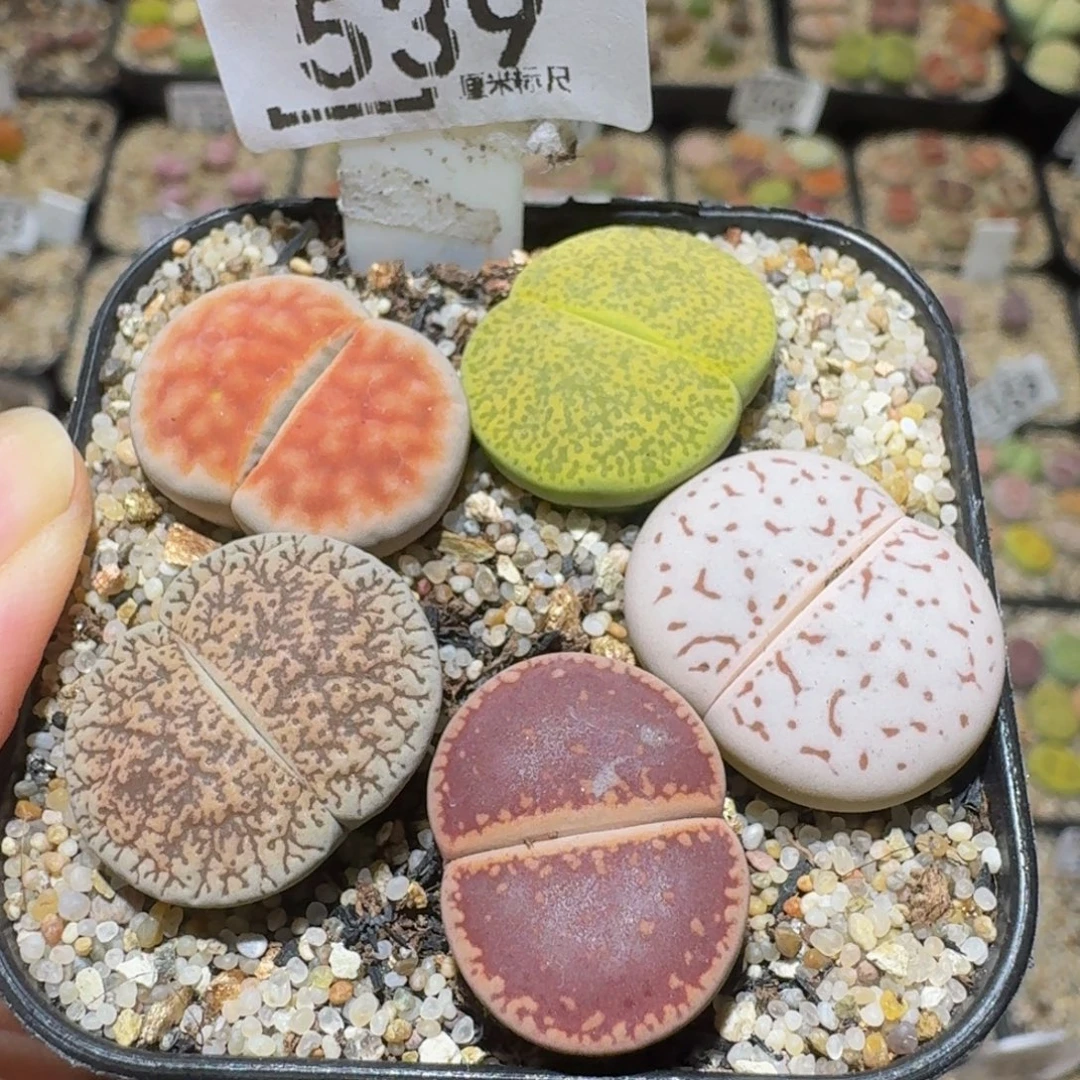 Sssss精品生石花539