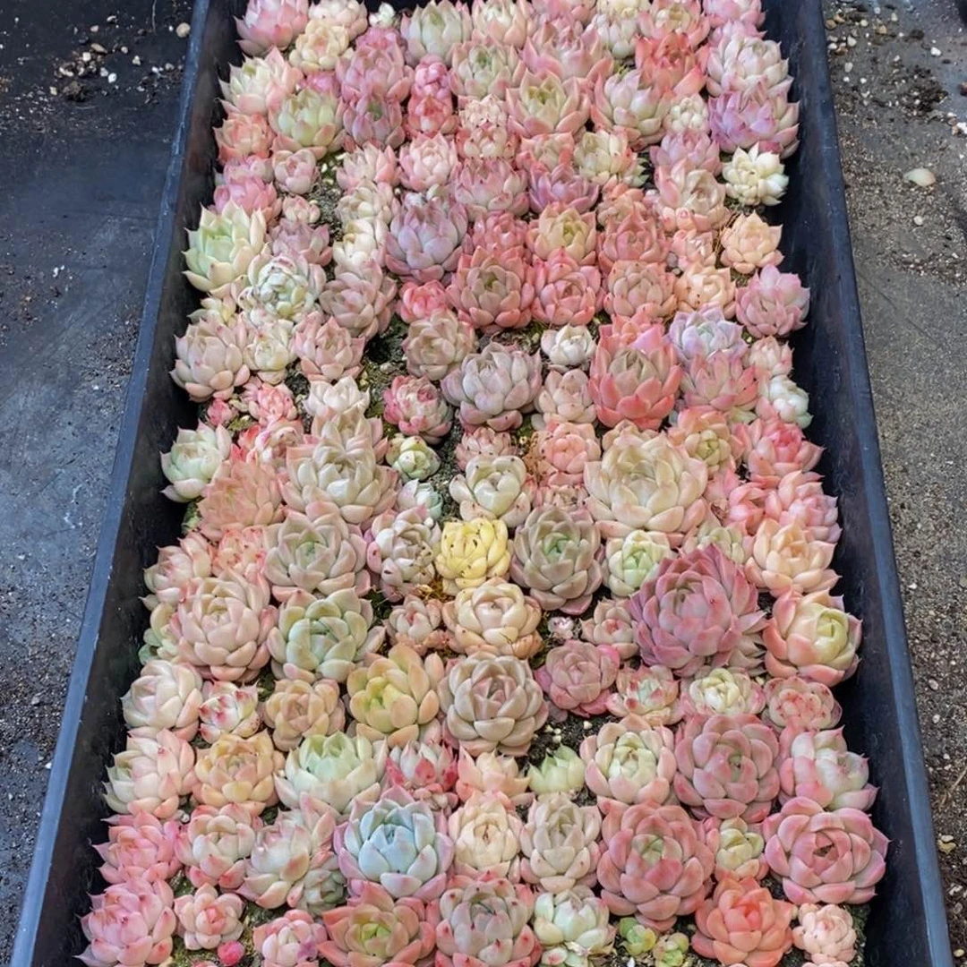 701点人气爆棚的时候就