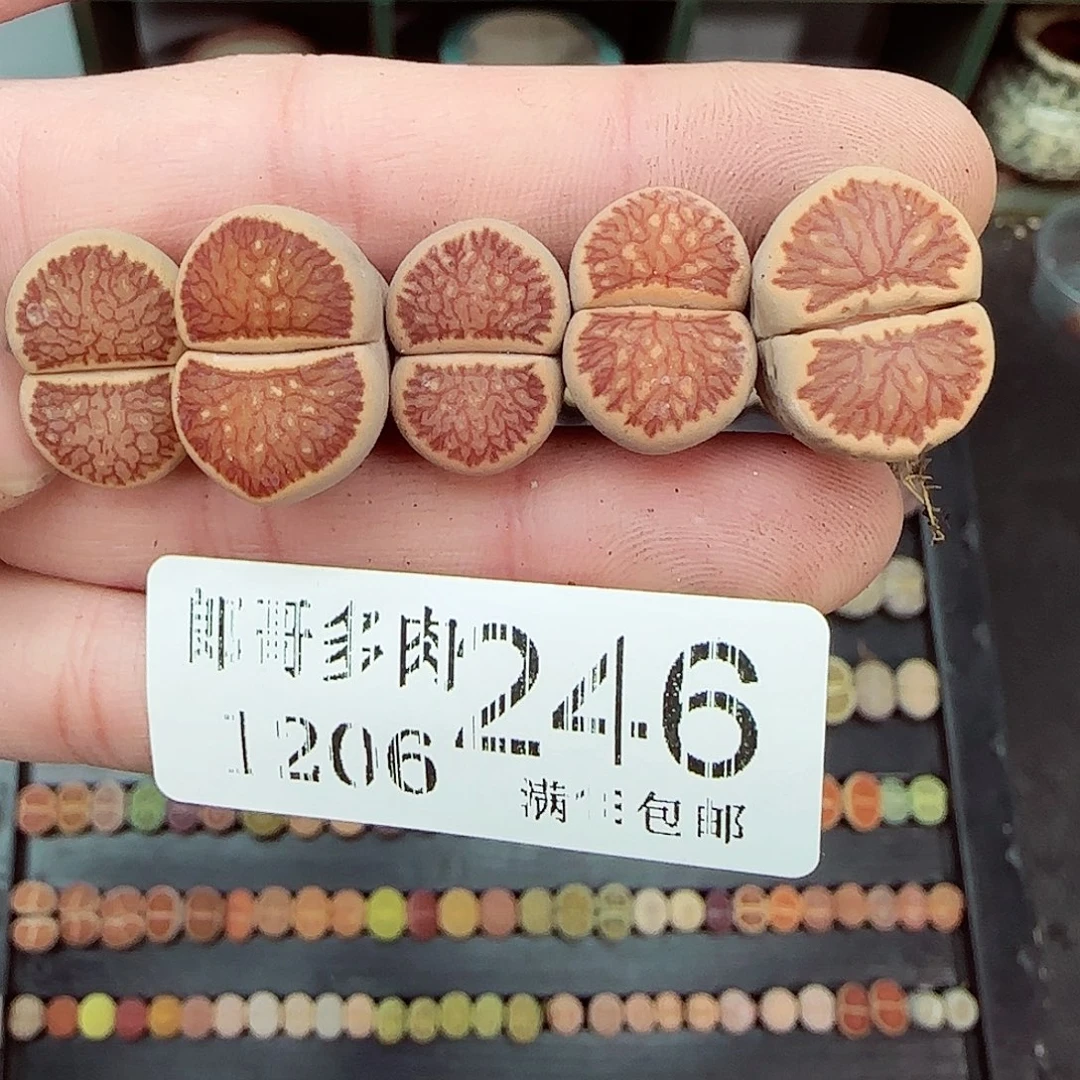 满满18包邮1204-246