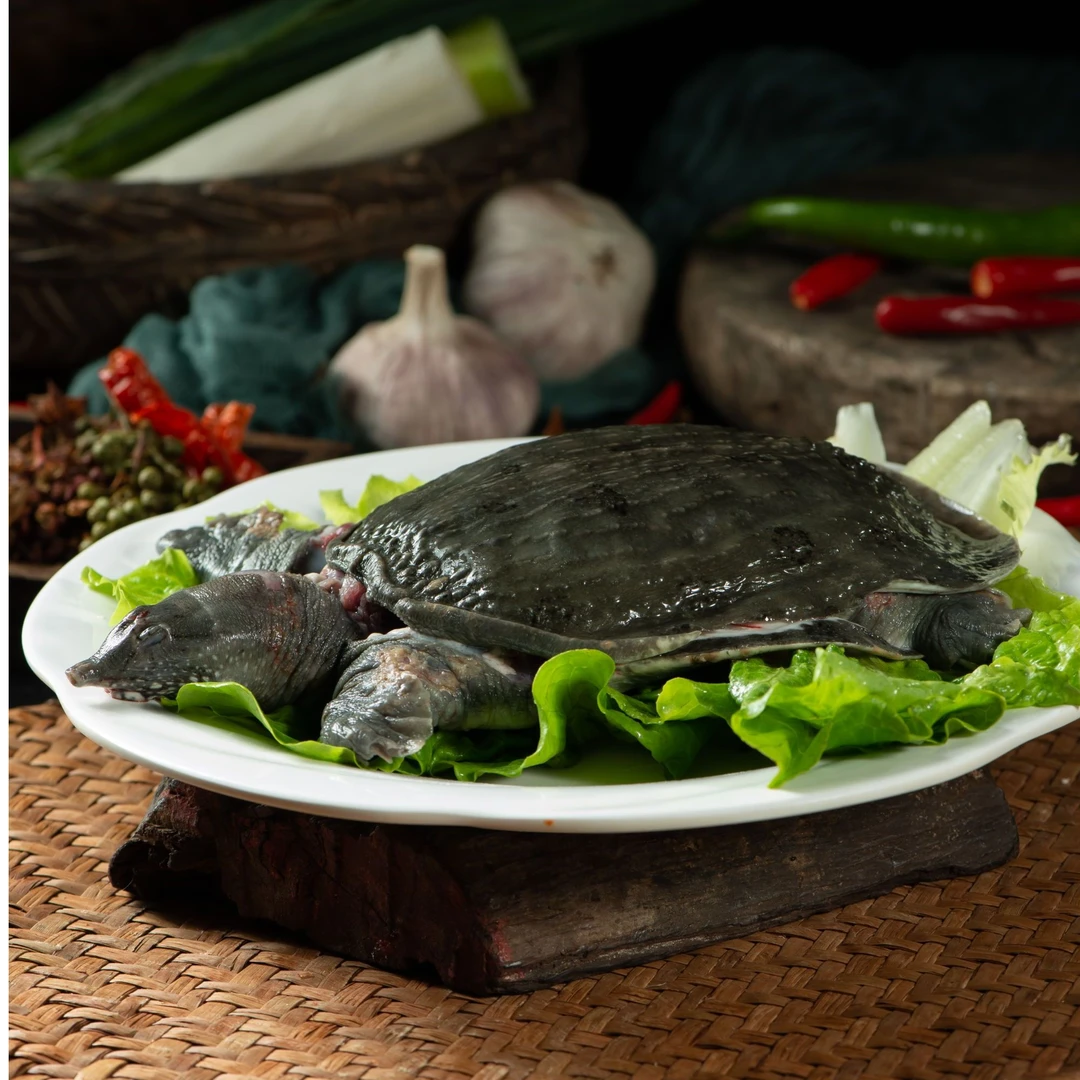 3只鲜活宰杀   汉寿外塘生态甲鱼  去皮去内脏