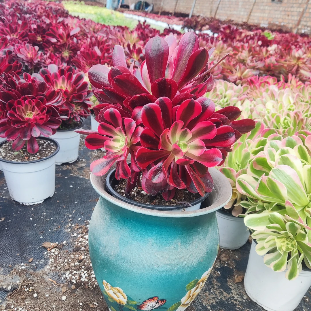 美杜莎法师 清棚福利价 乌市直发