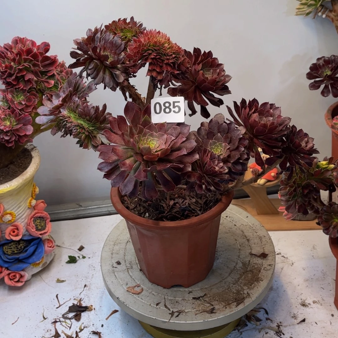 多肉植物黑铜壶缀085