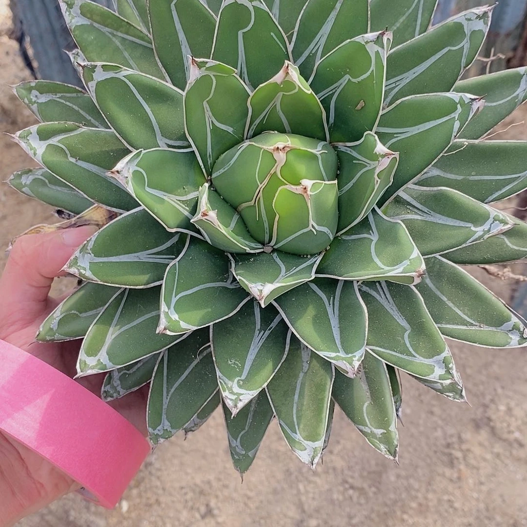 丸叶屉之雪冠幅25厘米左右