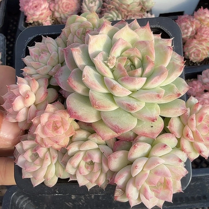 0120-12 女王自然群