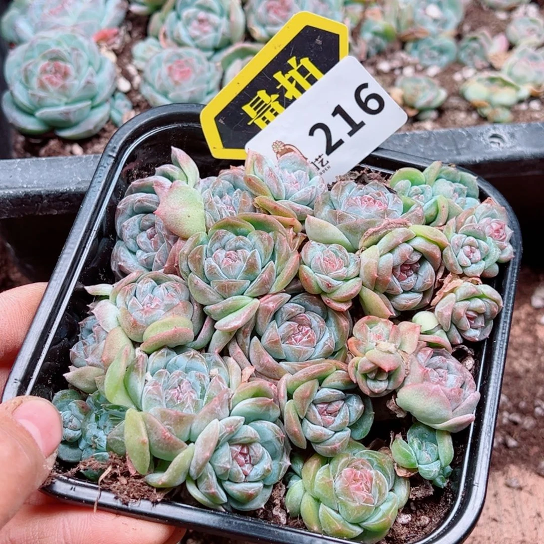 多肉植物多肉植物