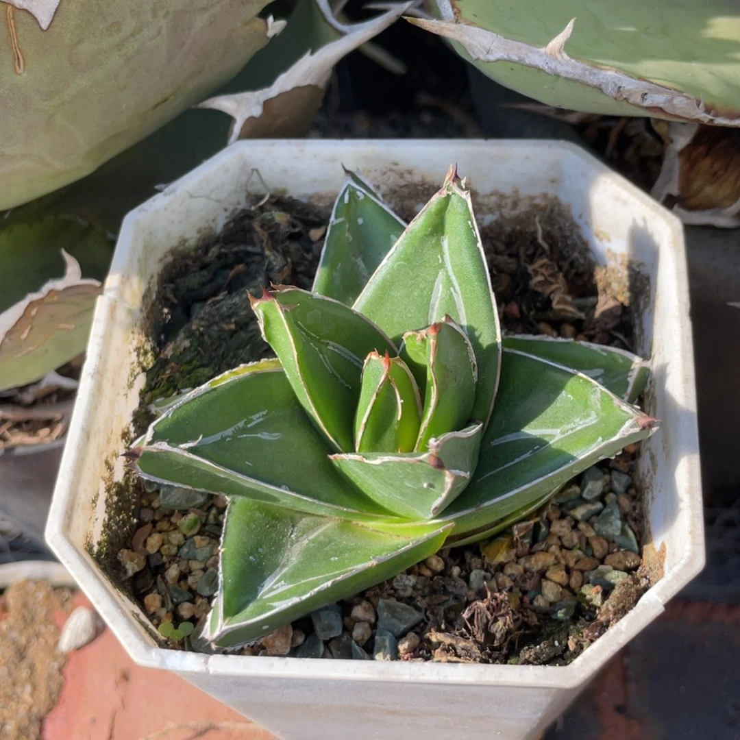 无花朵桃太郎龙舌兰