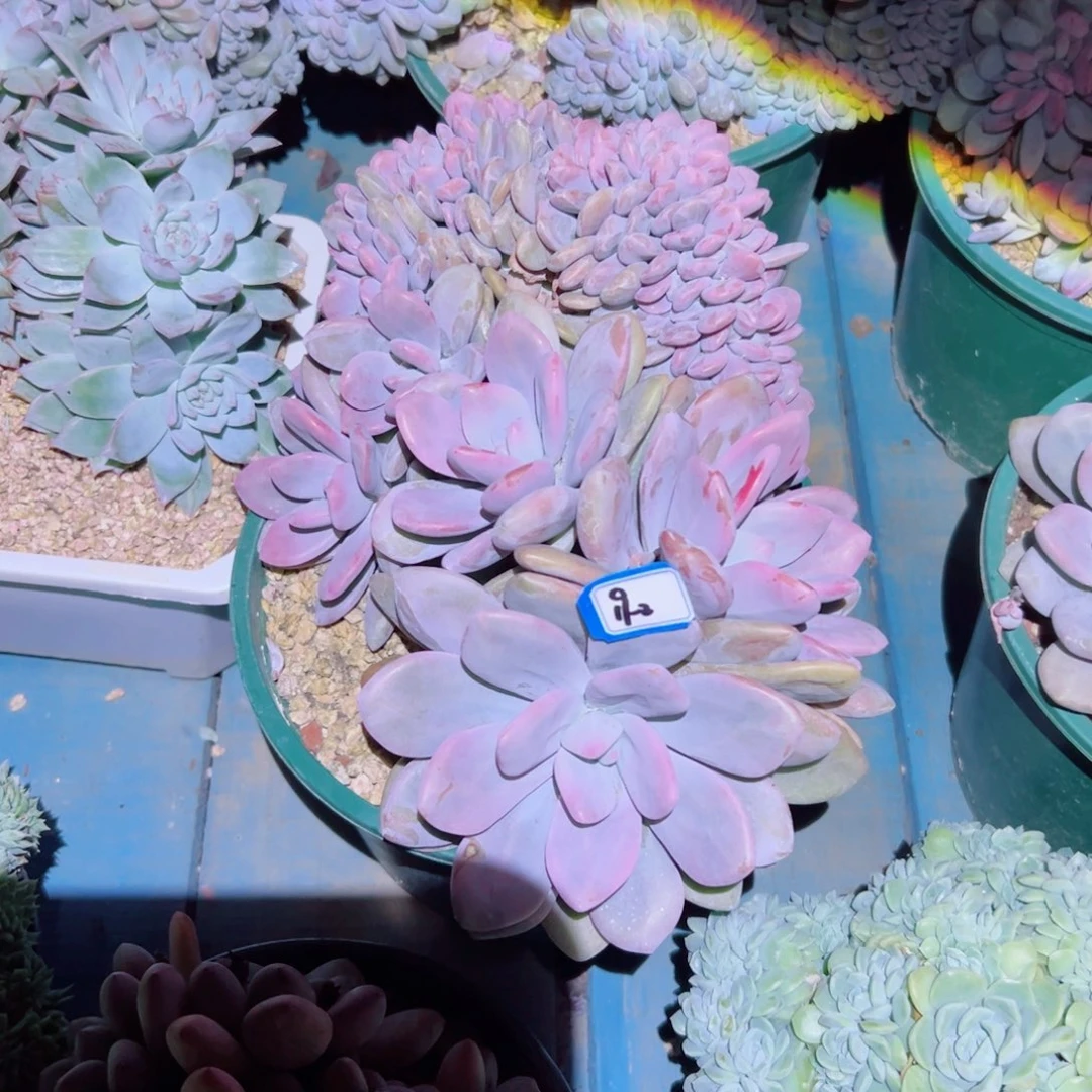 森***＊精品多肉植物老桩