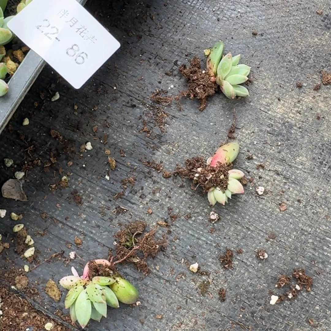 暗纹系美人小苗一颗22-86