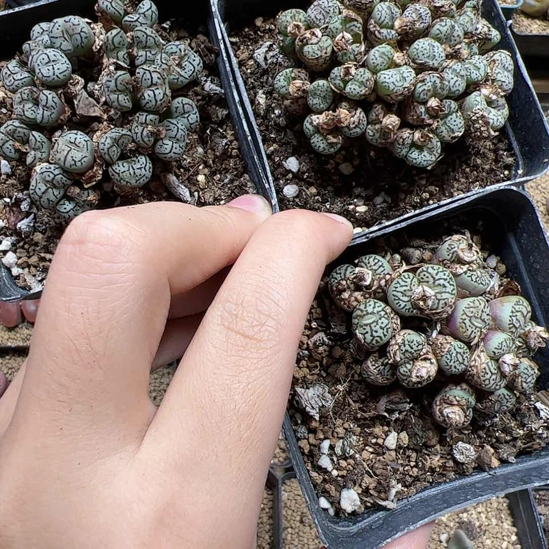 【闪购商品】281 清 墨