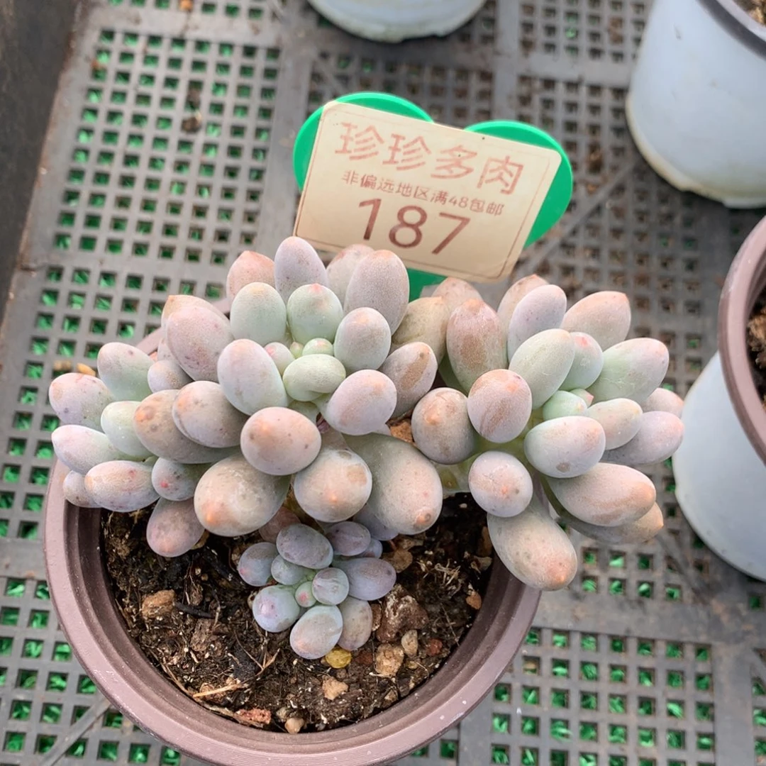 桃花奶无砍老桩187