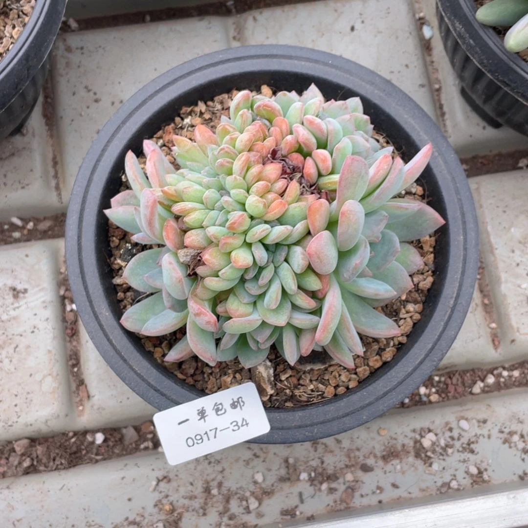 0917-34-全明星缀化。。，，。