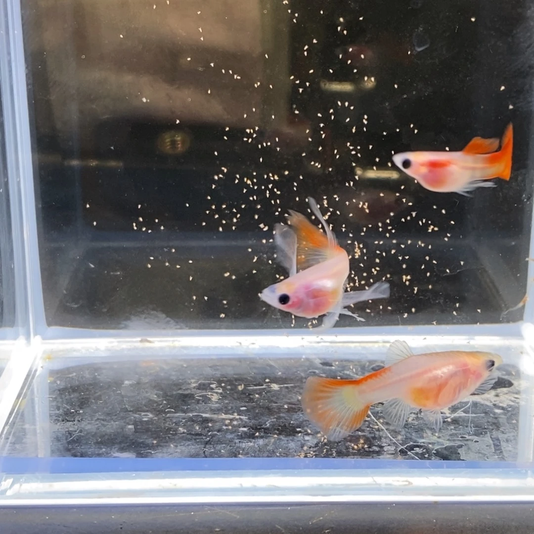 孔雀鱼琉璃大c玻璃猫三条