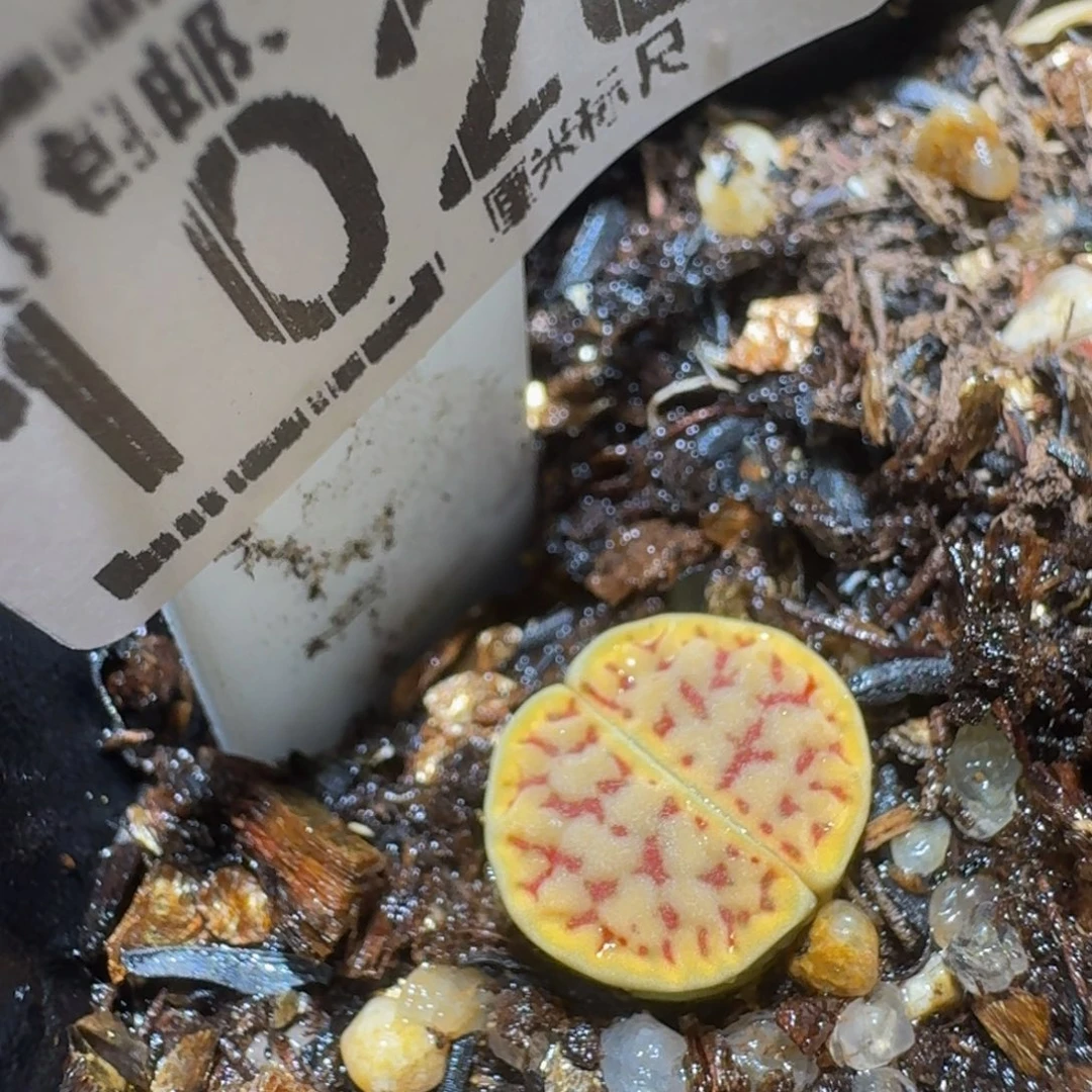 ？***Ssss精品生石花1028