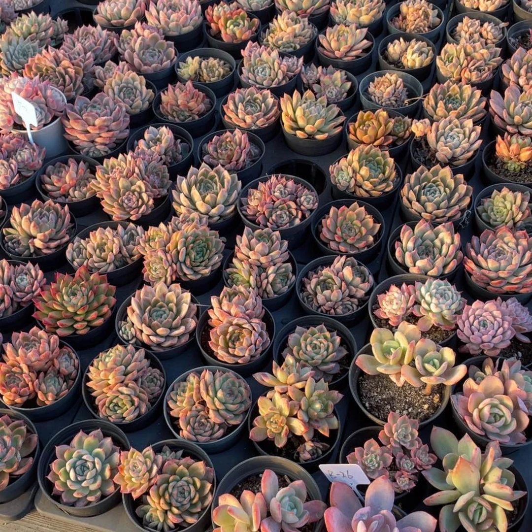 •***·芒果寄养补发  六月六