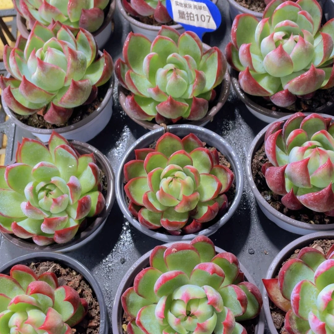 量拍 107号 宽叶惊鸿仙子单头一个