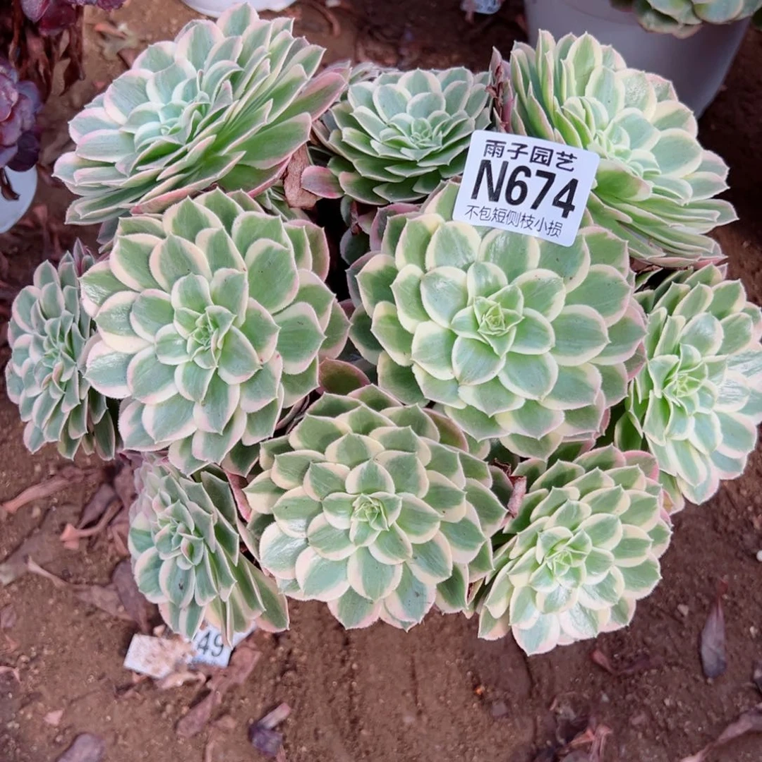 674孔雀翎尺寸25左右