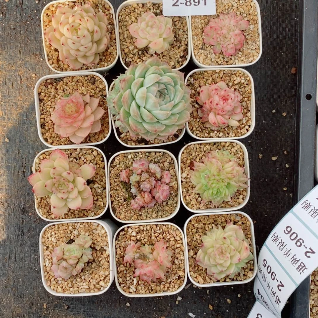 s****✨2-891多肉多肉多肉多肉多肉多肉