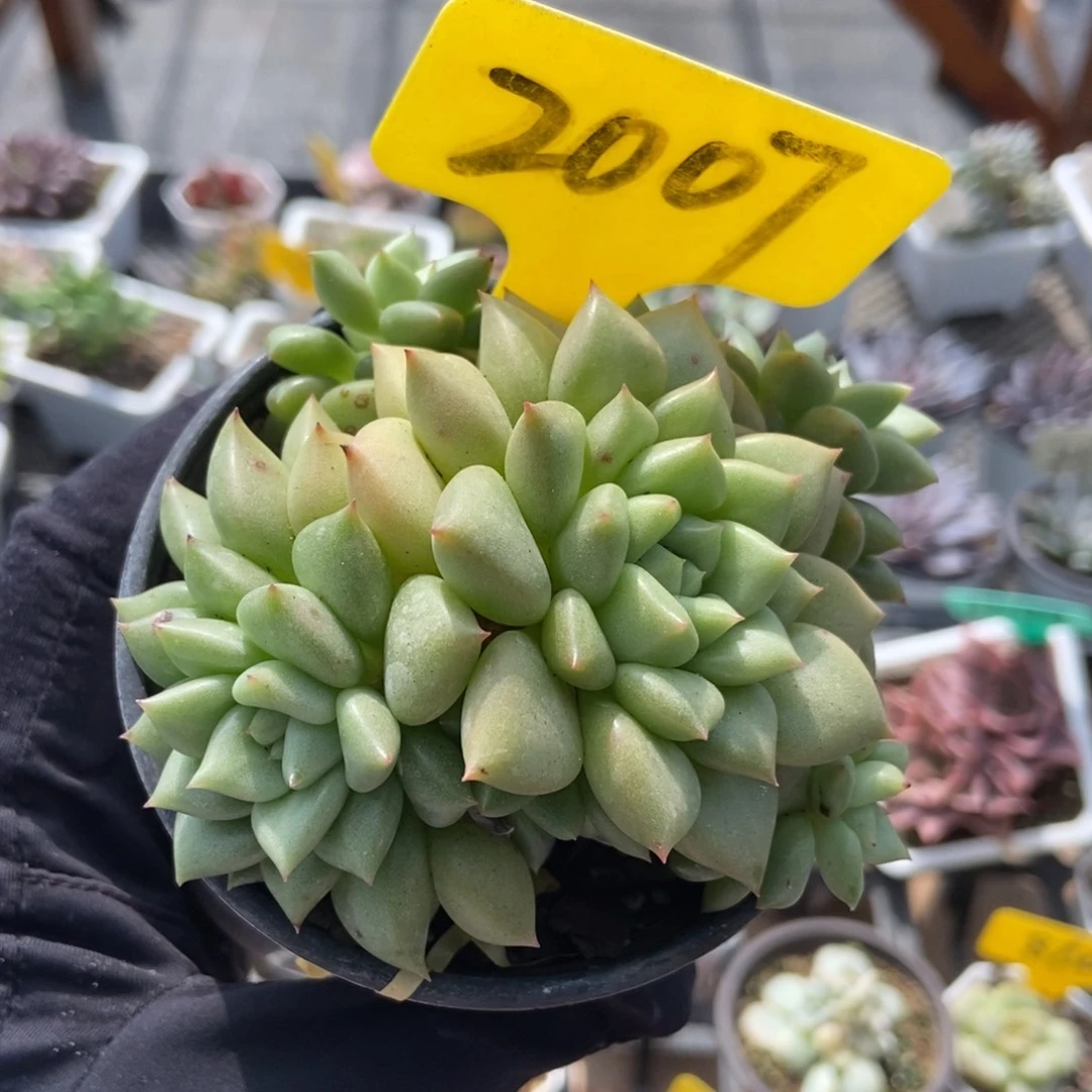 2007黄金象牙多肉植物
