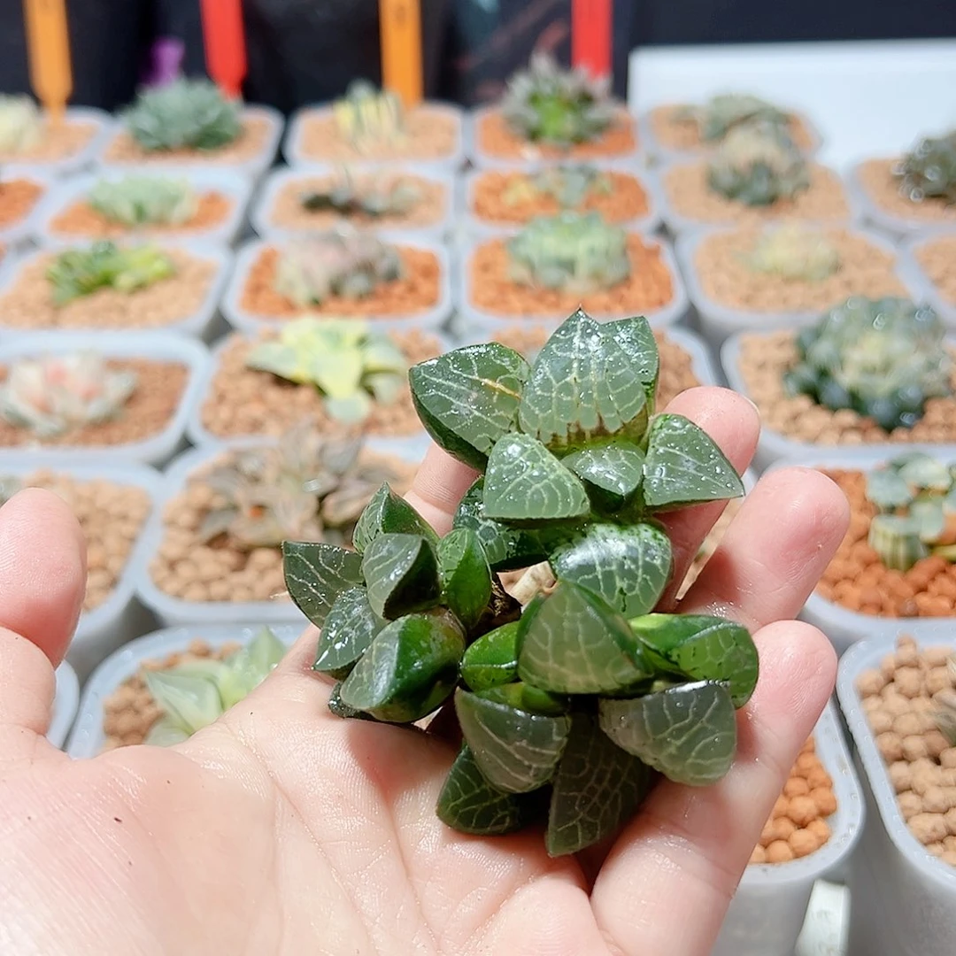 下*了十二卷多肉粉玻璃