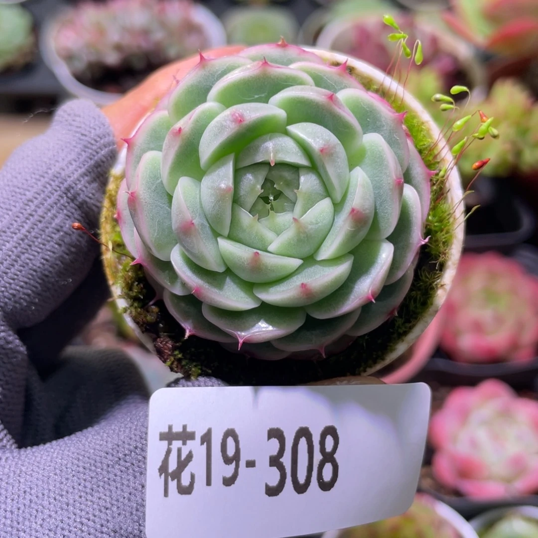 花利美19-308珍妮