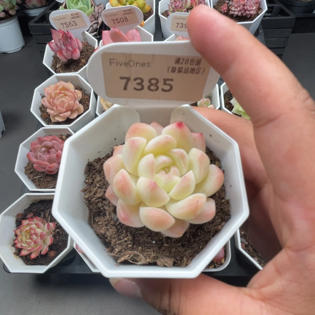 7385白桃汽水4.0厘米