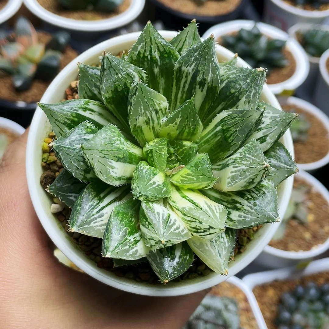 宝莲灯玉露锦十二卷