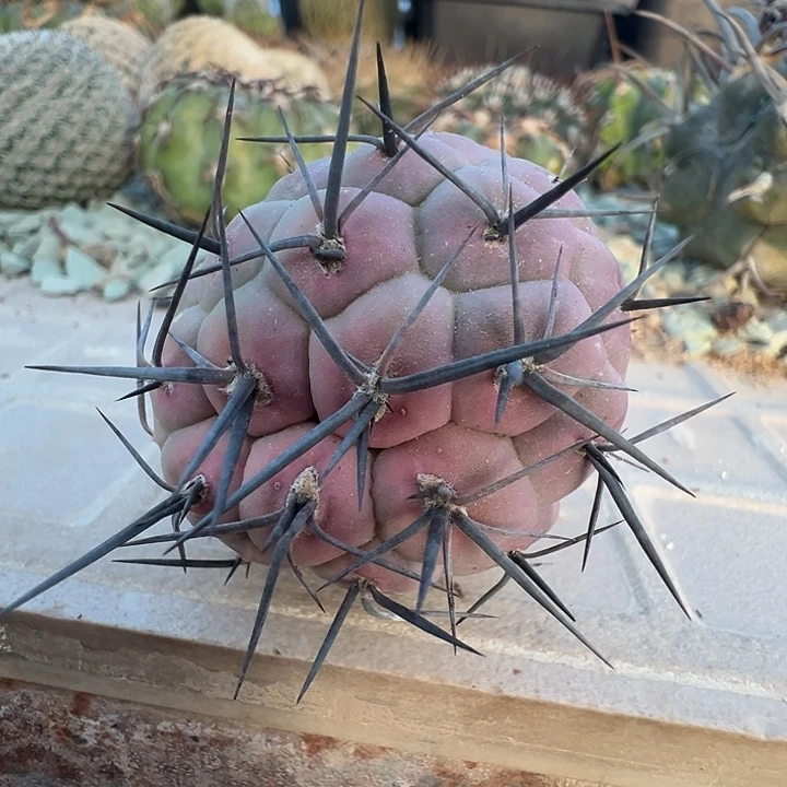 黑刺习致野。有根芽。