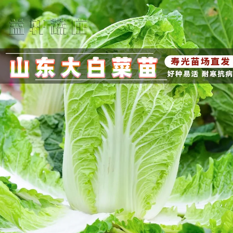 大白菜秧苗幼年秧苗秋冬高产带土发货寿光大白菜黄心白菜
