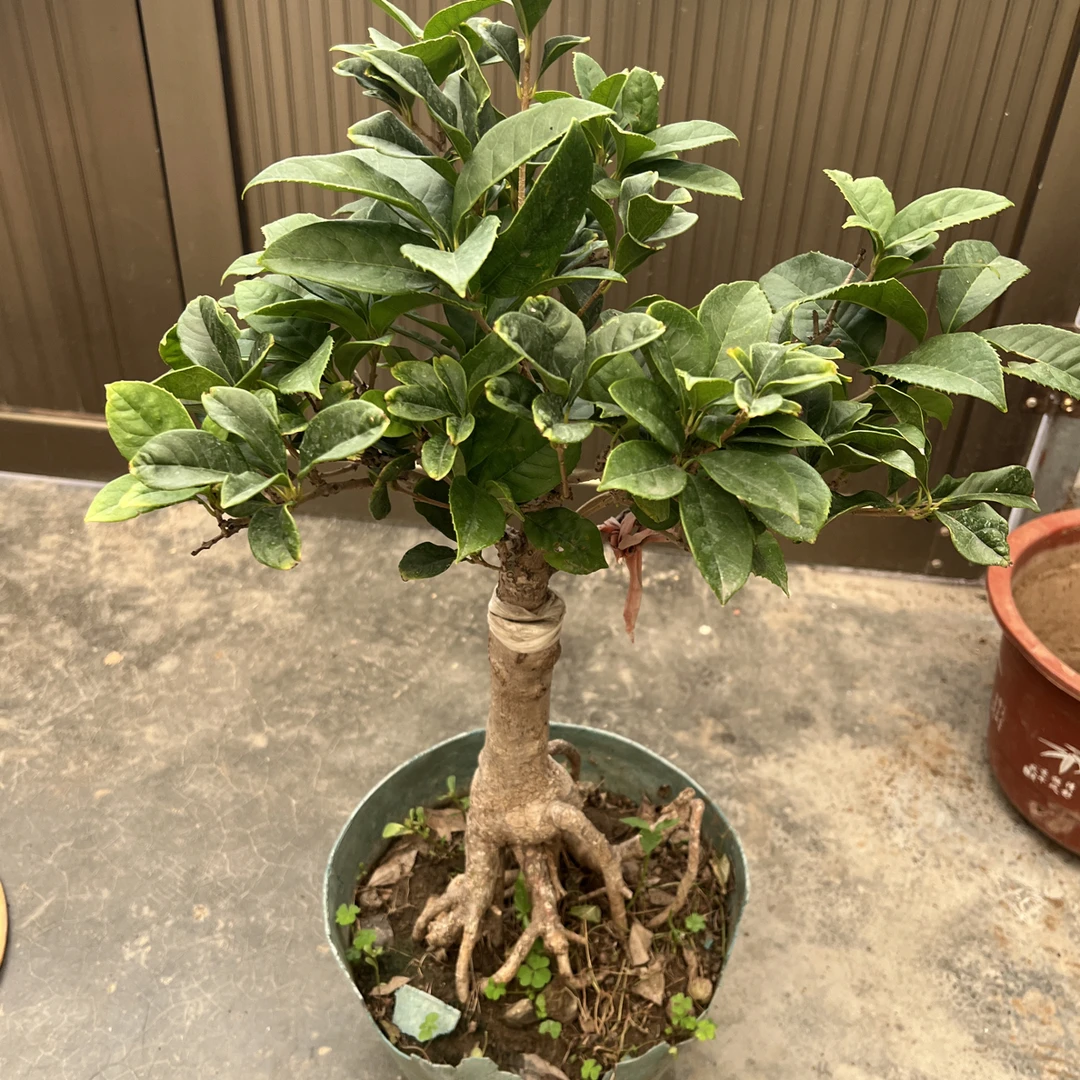 精品嫁接桂花盆景造型流苏提根树桩花香浓郁好养