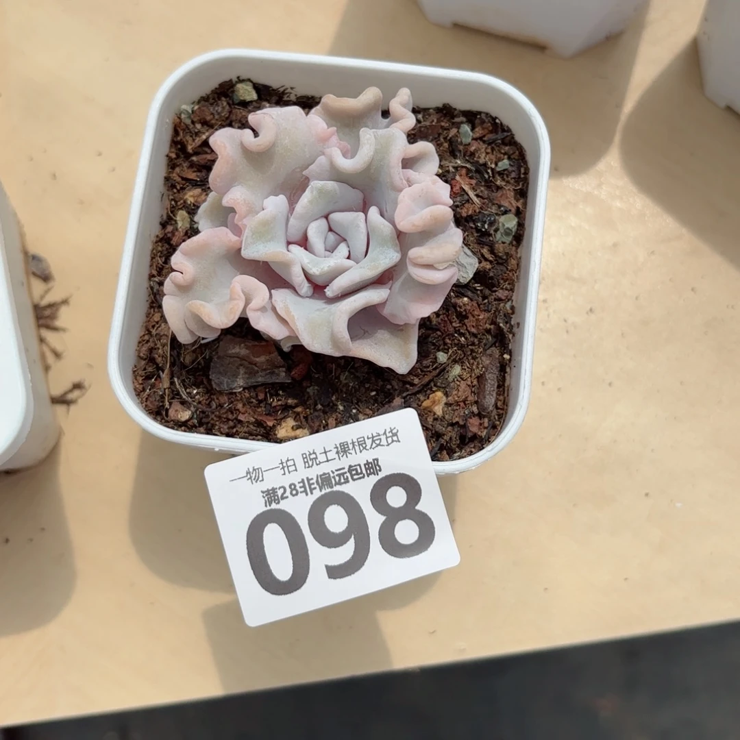 芭蕾舞者单头多肉多肉