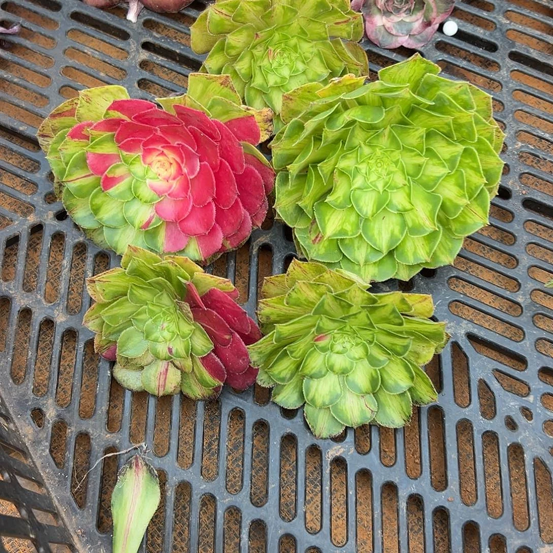 白****精品多肉植物砍头白杨姐