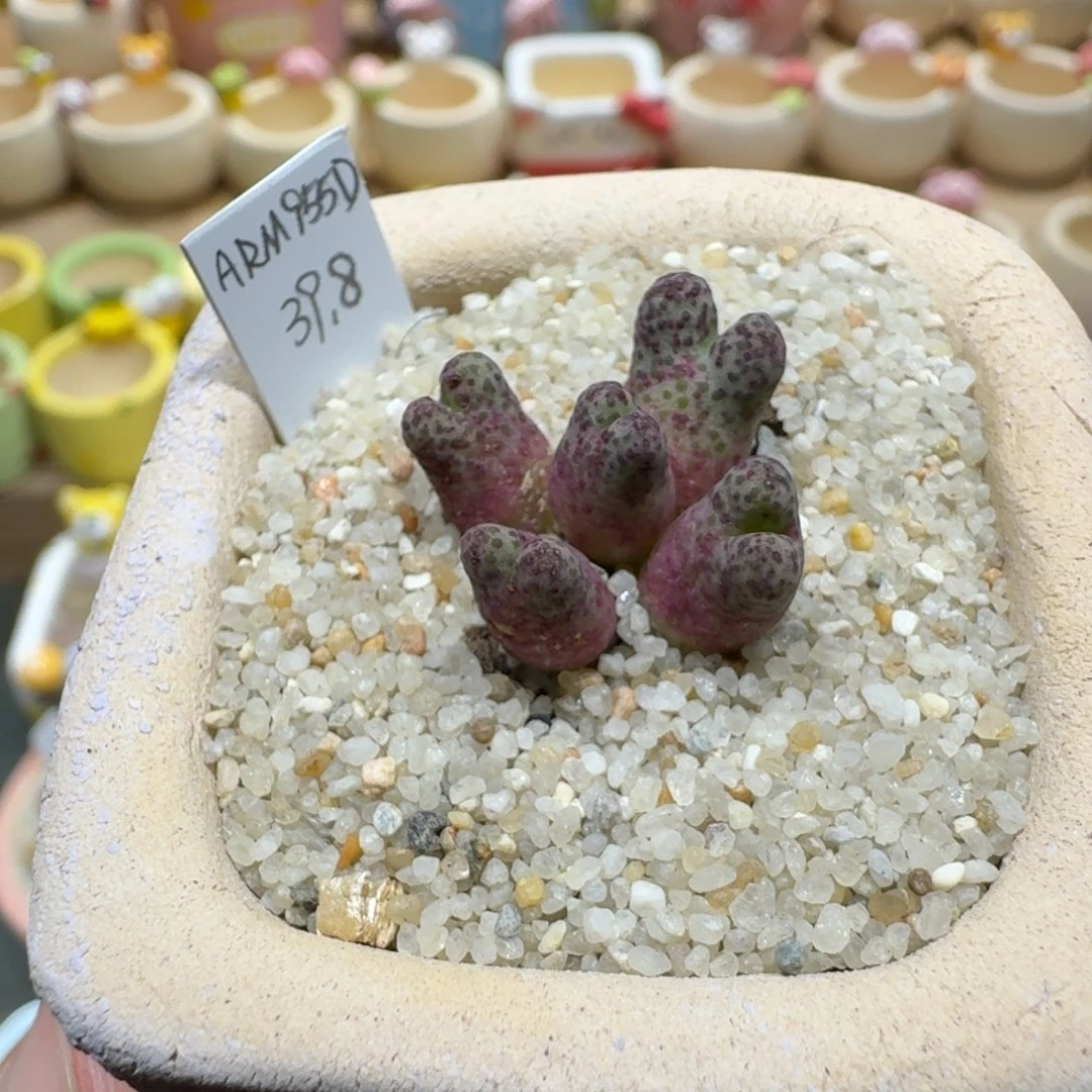 蘑菇1386一颗955d斑马多肉植物