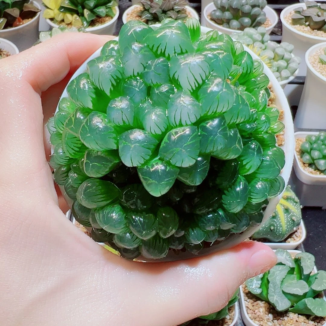 开***好直播间，群生姬玉露，9.9