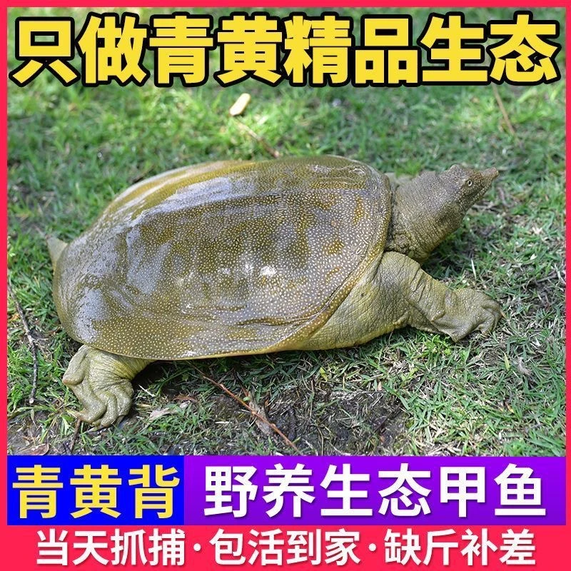 【5只装】5-6斤 产地直发生态老甲鱼外塘散养 颜色随机青背共五只 C