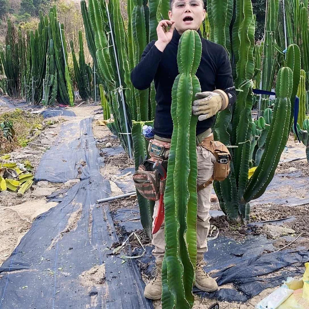 路**陆秘鲁苹果一颗高度150厘米左右