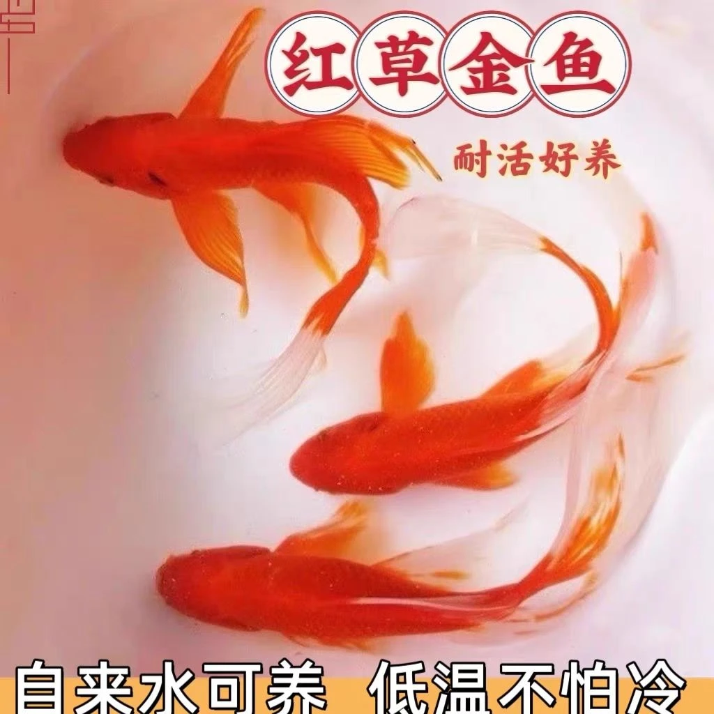 精品烈焰红白红草金鱼冷水观赏鱼好养耐活