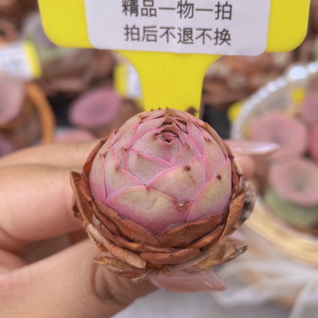 如***夏山地玫瑰Z482断枝不包损不售后