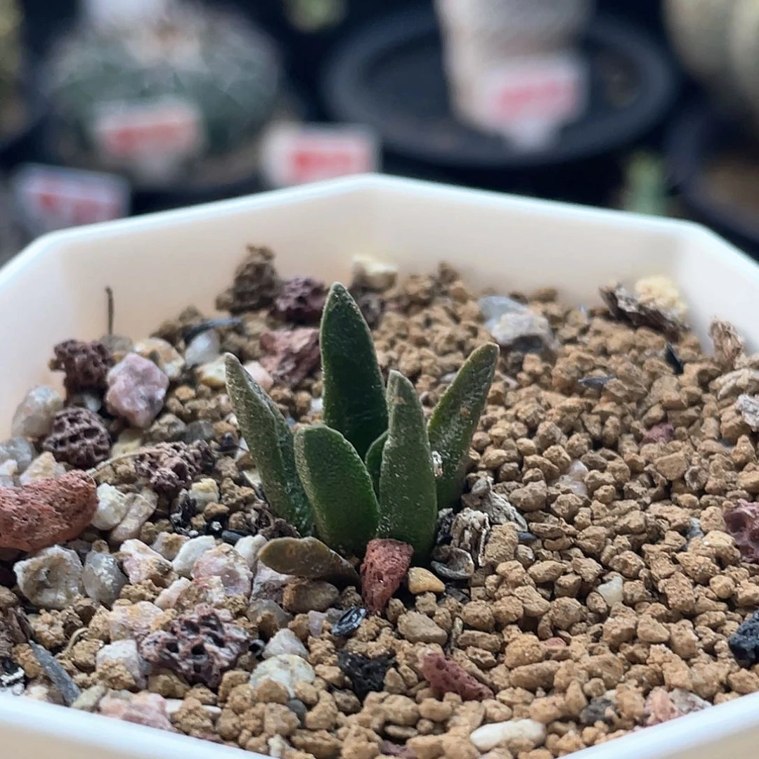 实生龙角牡丹仙人球多肉