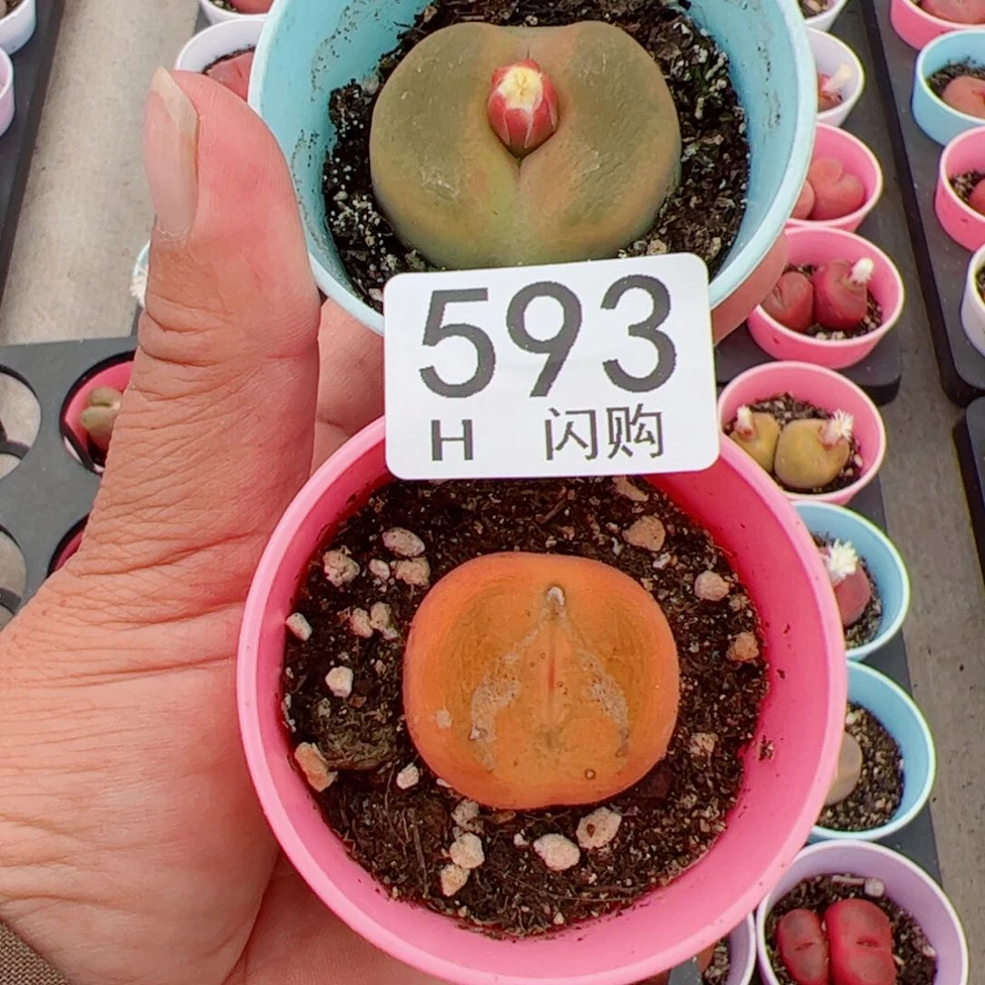 无花朵豆*我很喜欢这个H593